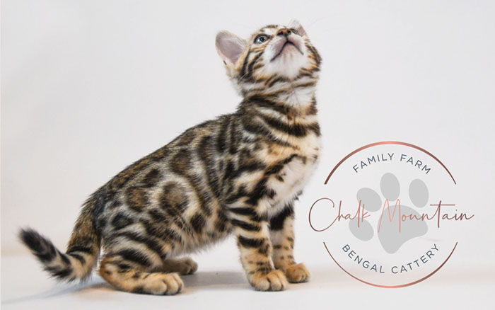 Bengal kitten for sale